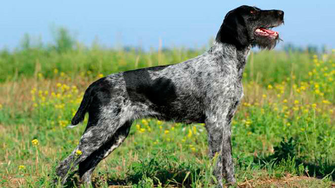 Дратхаар — 125 фото и описание охотничьей породы собак, особенности дрессуры и воспитания