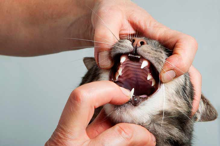 Почему у кошки или котенка изо рта идет пена, что делать в домашних условиях: 11 причин и лечение