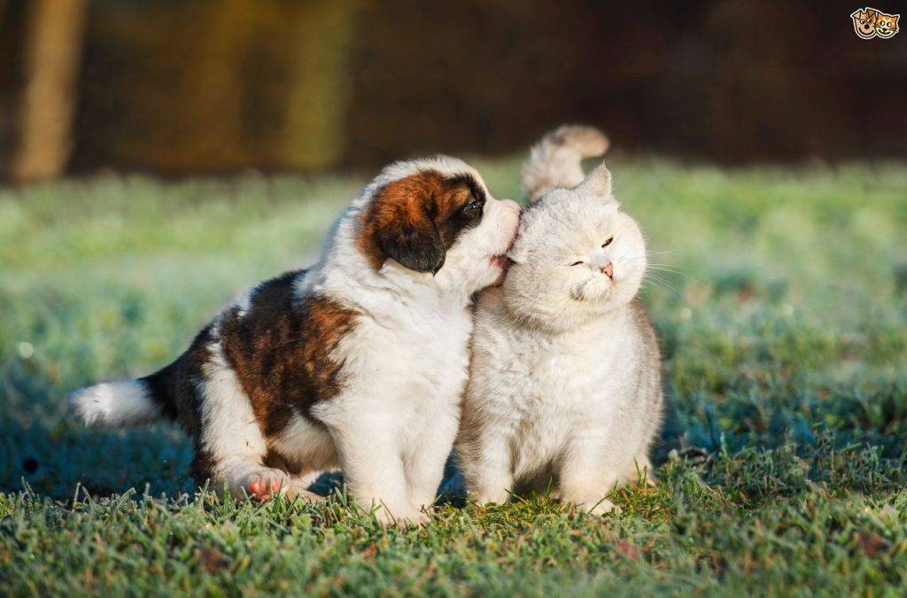 Как подружить двух кошек или кошку с собакой: советы владельцу