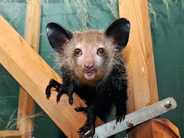 Руконожка (ай-ай) – причудливый зверек Мадагаскара