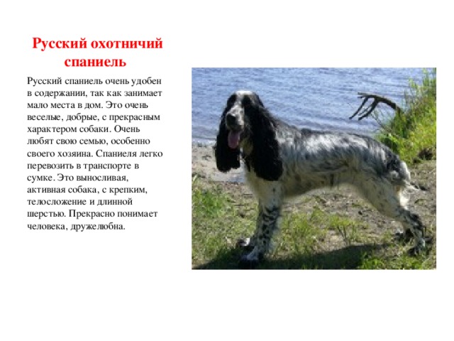 Русский охотничий (кокер) спаниель: фото и характеристики, описание, уход
