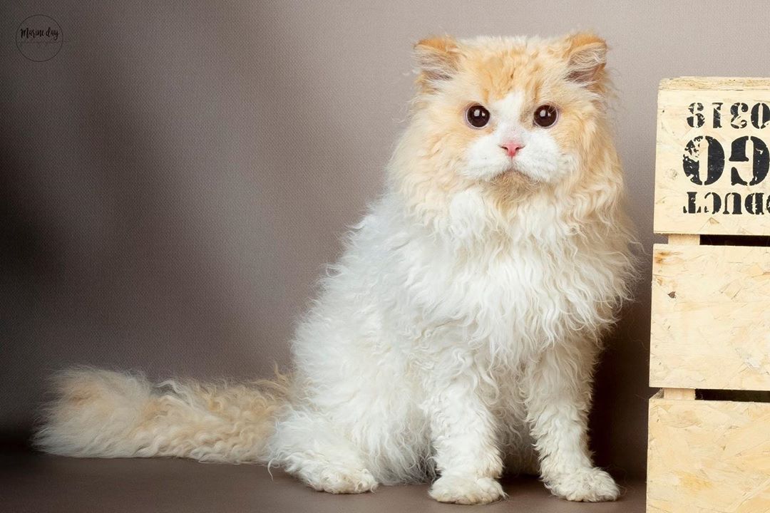 Кошка кинкалоу: описание внешности и характера, уход за питомцем и его содержание, выбор котёнка, отзывы владельцев, фото кота