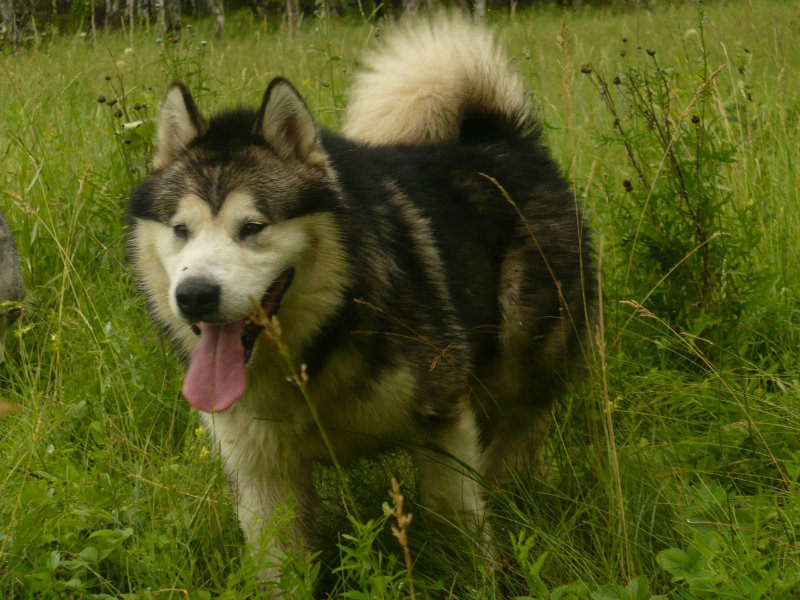 Аляскинский маламут собака. описание, уход и цена аляскинского маламута | sobakagav.ru