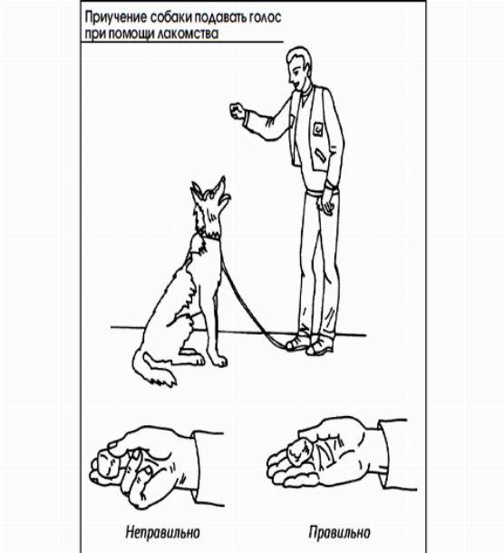 Правила дрессировки взрослой собак с нуля