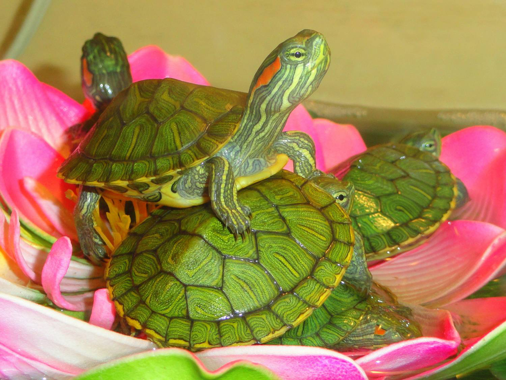 Красноухая черепаха. описание, особенности, уход и цена красноухой черепахи | животный мир