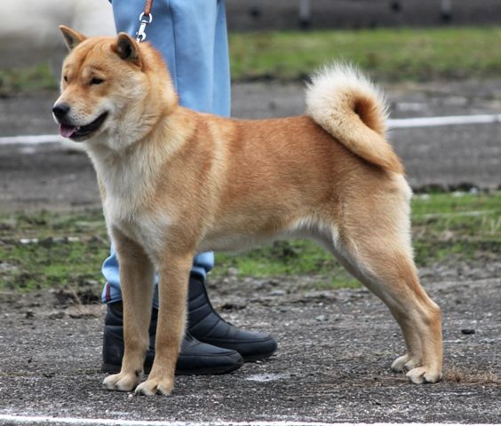 Кисю: описание и стандарт японской собаки, характер, условия содержания, история, фото