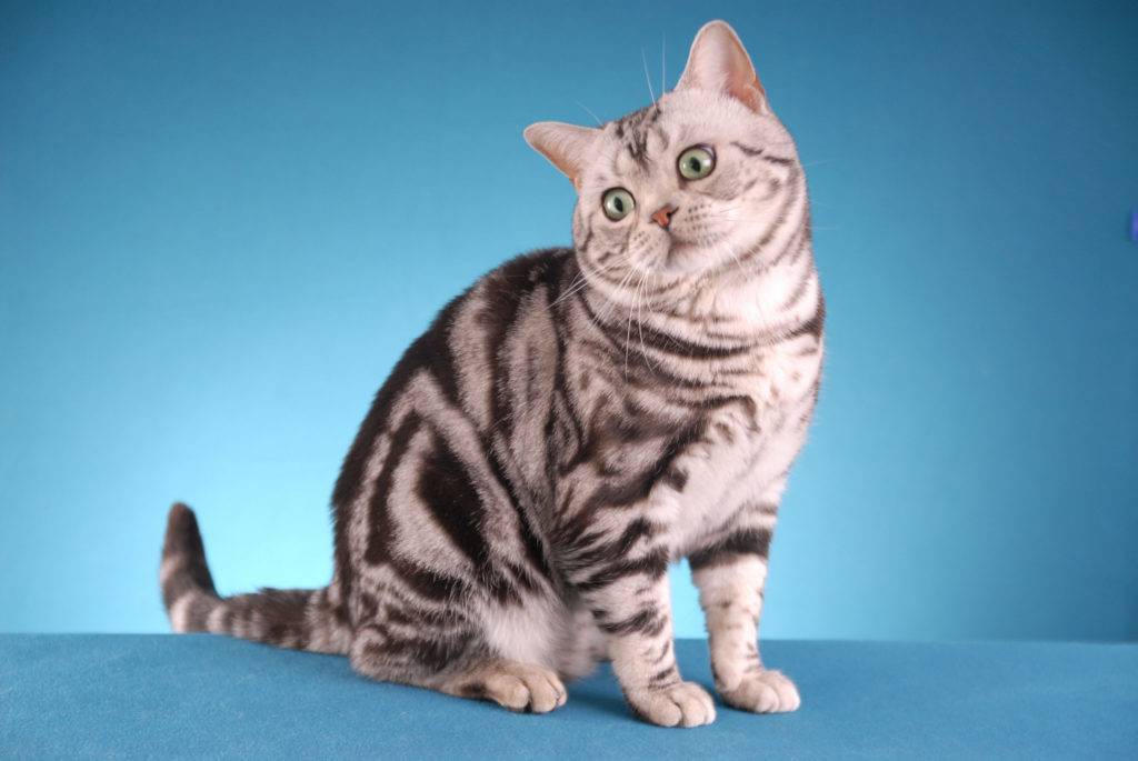 Топ 10 гладкошерстных пород кошек — список, характеристика и фото