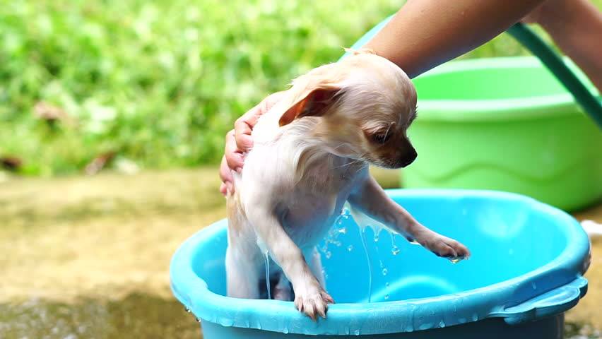 Водные процедуры: как правильно мыть щенка, чем и зачем. с какого возраста и как часто можно мыть щенка - автор екатерина данилова - журнал женское мнение