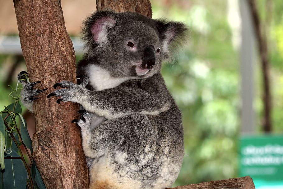 Описание, фото, образ жизни коалы в природе
