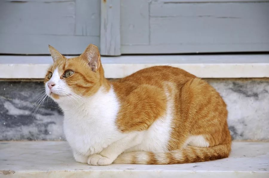 Эгейская кошка: покупка котенка, его кормление, здоровье