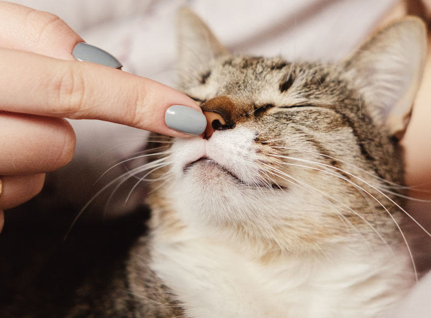 Сухой нос у кота: признак заболевания или естественное явление