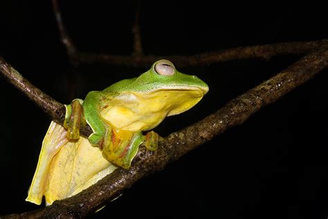 Веслоногие лягушки (rhacophoridae)