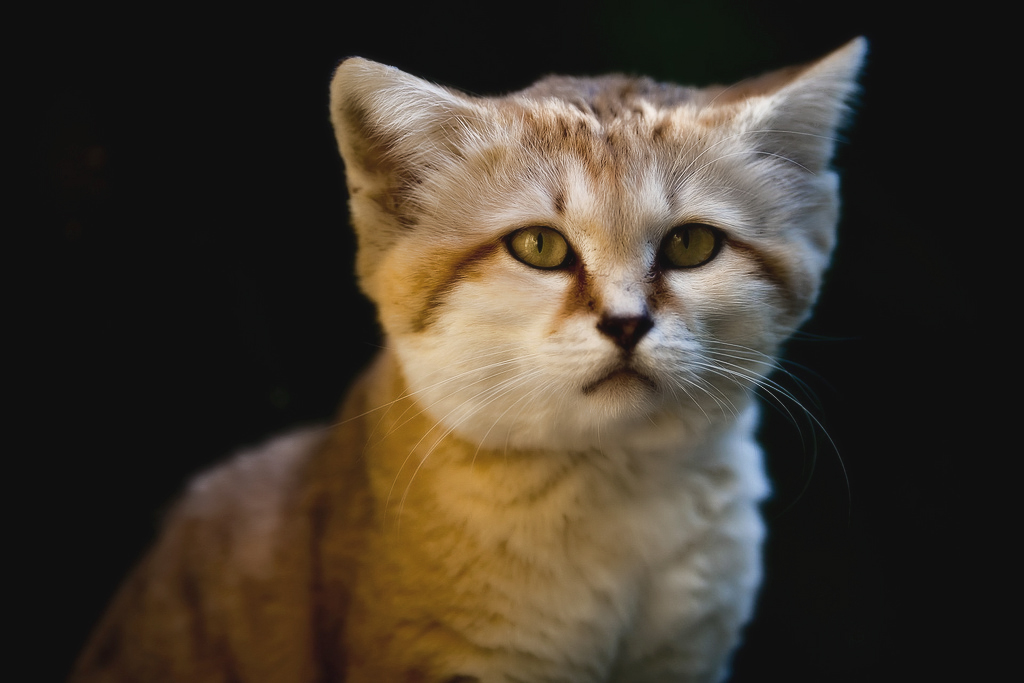 Барханный кот: описание, характер и нюансы «квартирной» жизни