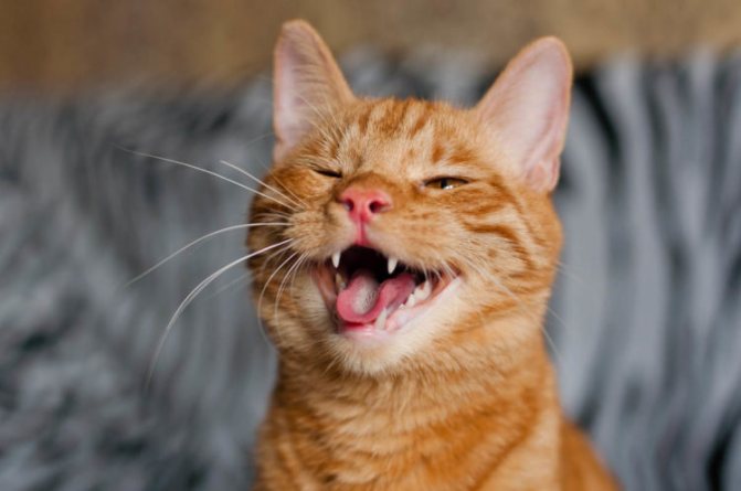 Почему у кота открытый рот, он приоткрывает пасть и дышит, как собака?