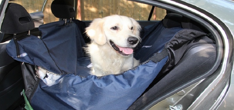 Собаку укачивает в машине что делать — причины и какие таблетки можно дать