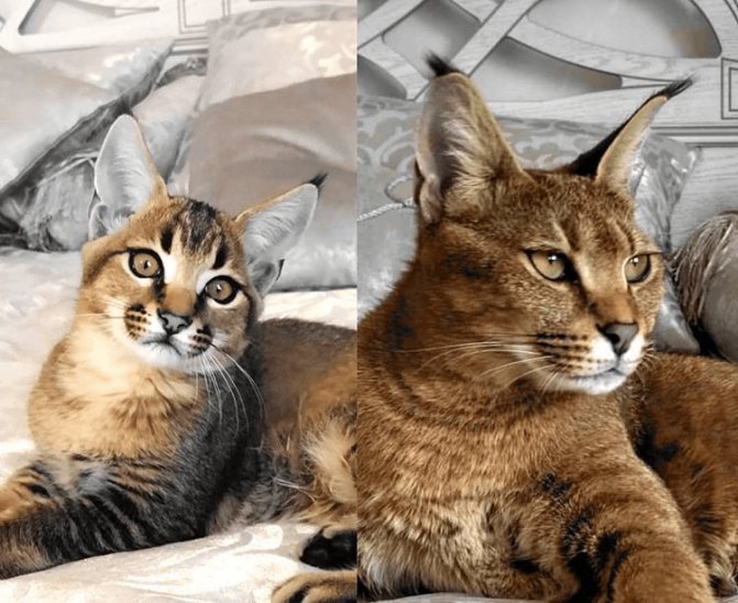 Кошка похожая на рысь: породы с фото
