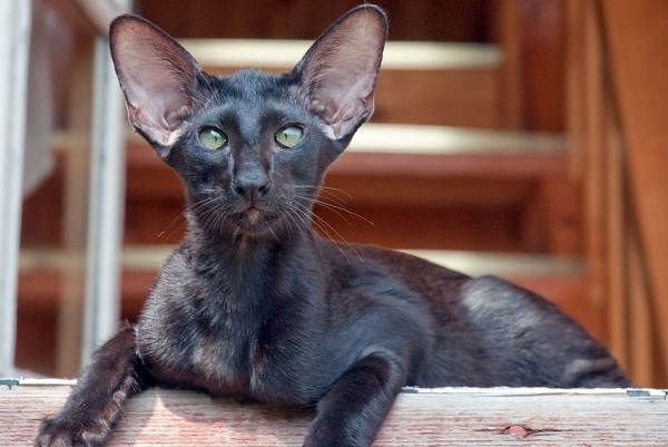 Ориентальная кошка: описание породы, характер, отзывы, фото