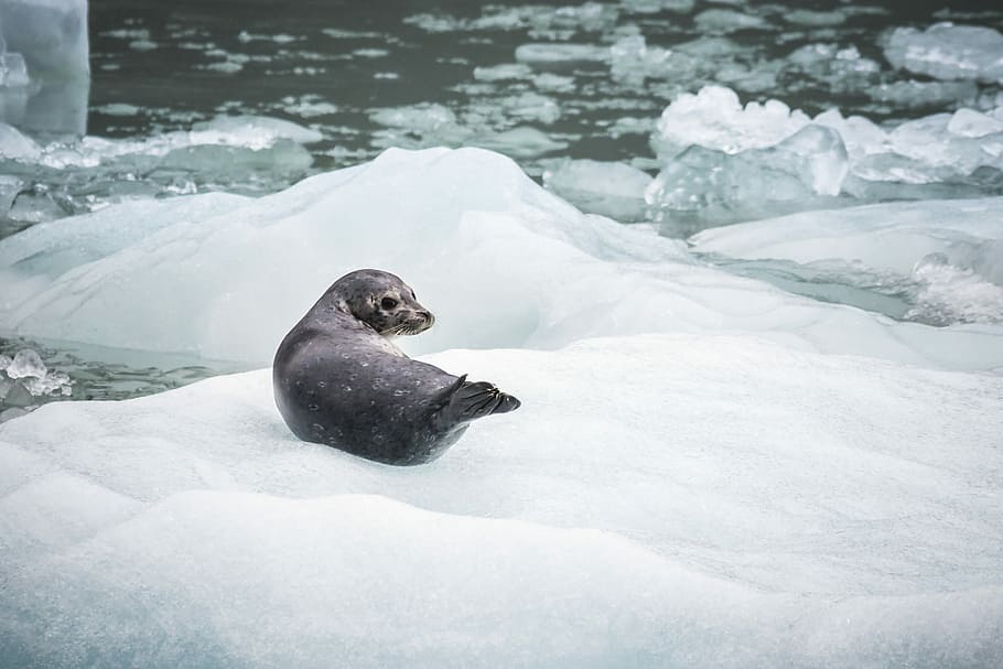 Ушастый тюлень. образ жизни и среда обитания ушастого тюленя