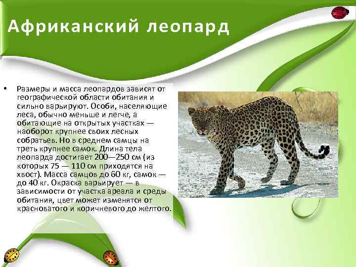 Золотая кошка: ареал обитания, описание внешности и характера, питание и размножение