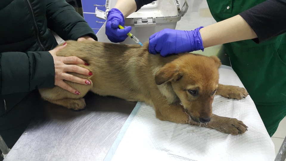 Парвовирусный энтерит собак, одна из самых опасных болезней для щенков