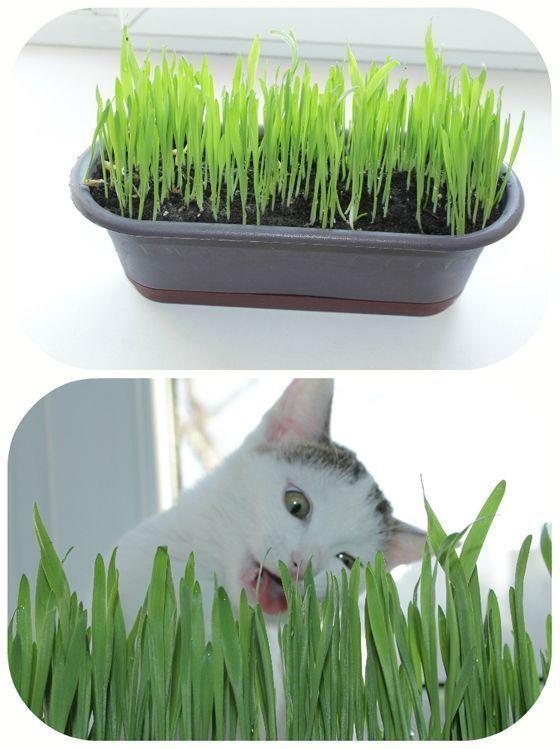 Почему кошкам нужна трава