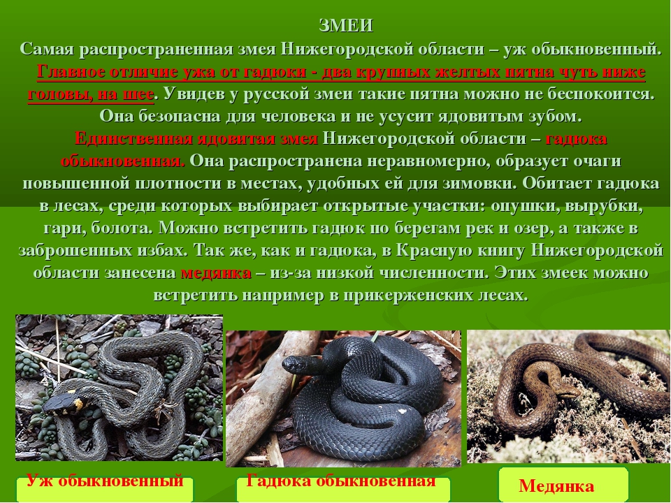 Медянка обыкновенная (змея): ядовитая или нет для человека, фото и описание