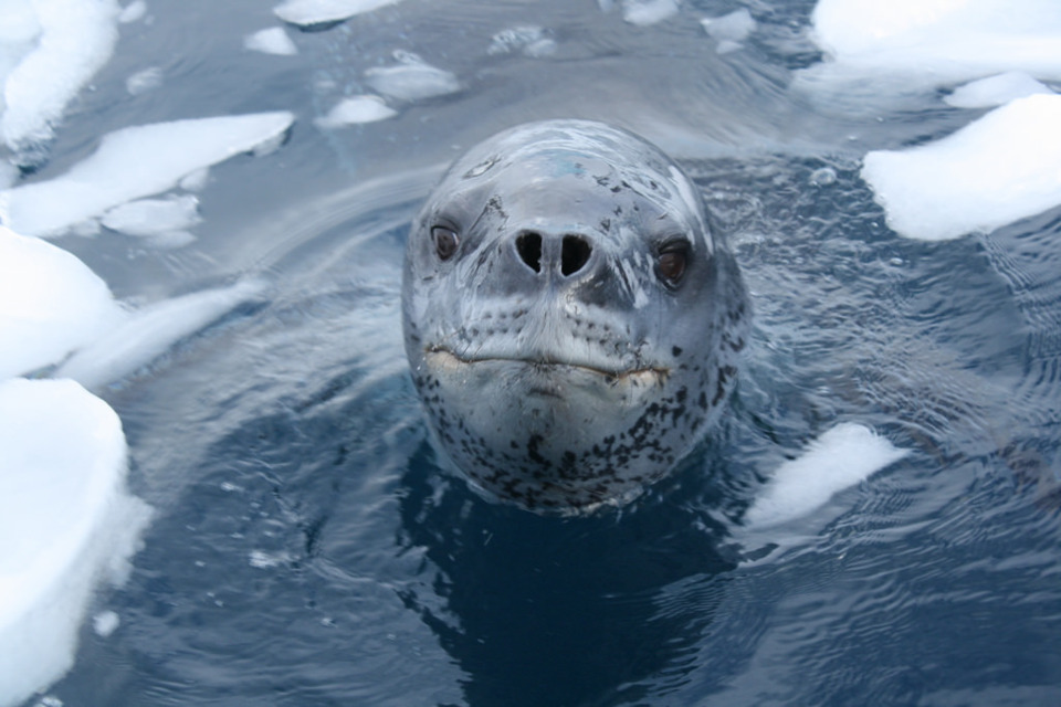 Животный мир антарктики — список, виды, характеристика и фото фауны континента