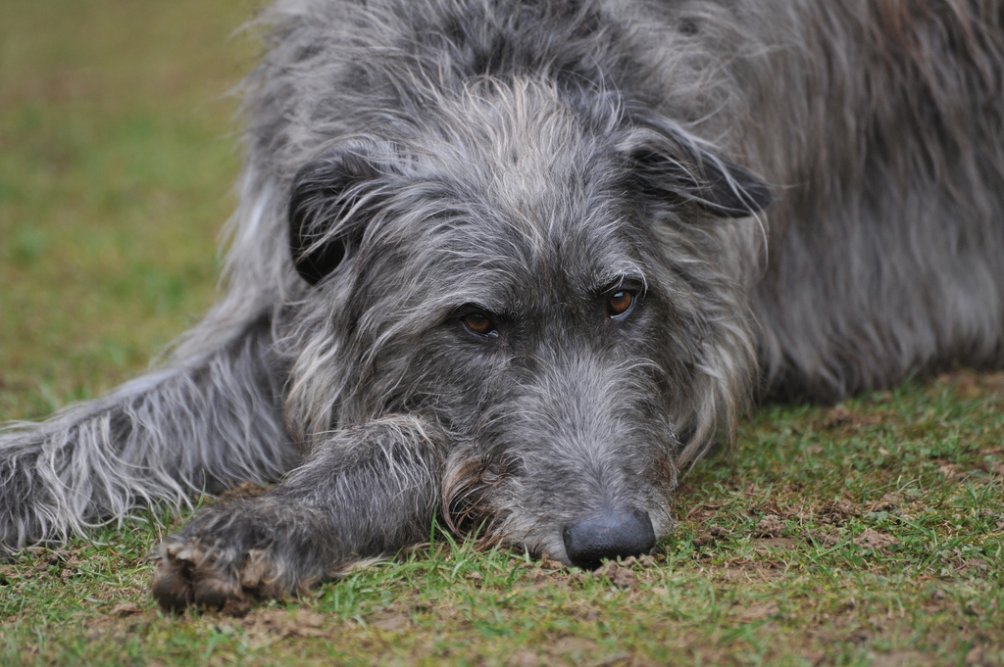 Дирхаунд (оленья борзая): описание породы собак с фото и видео