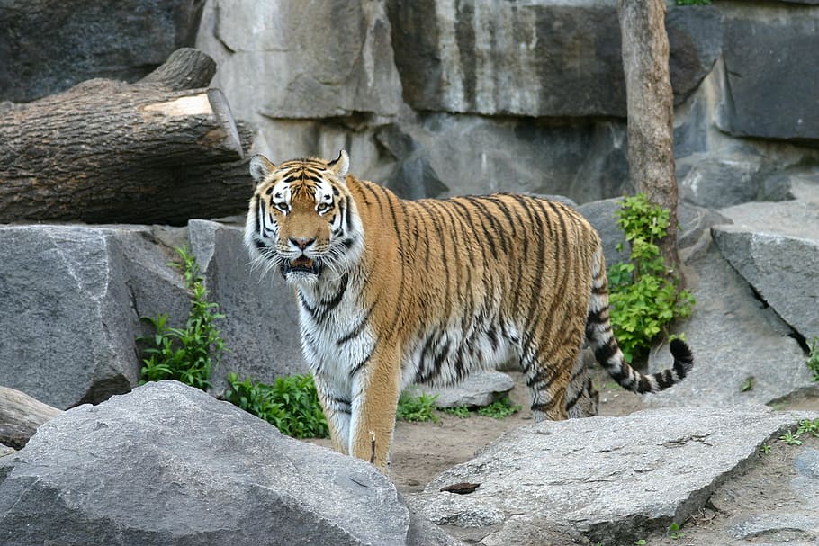 Самый большой тигр в мире
