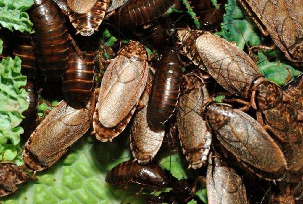 Мраморные тараканы: содержание, чем кормить, разведение, фото