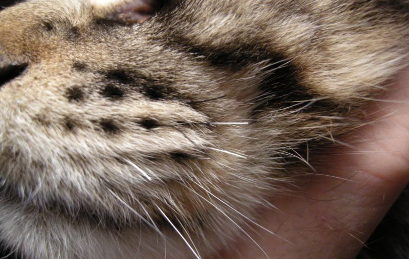 Что будет если коту обрезать усы: отрастут ли они заново