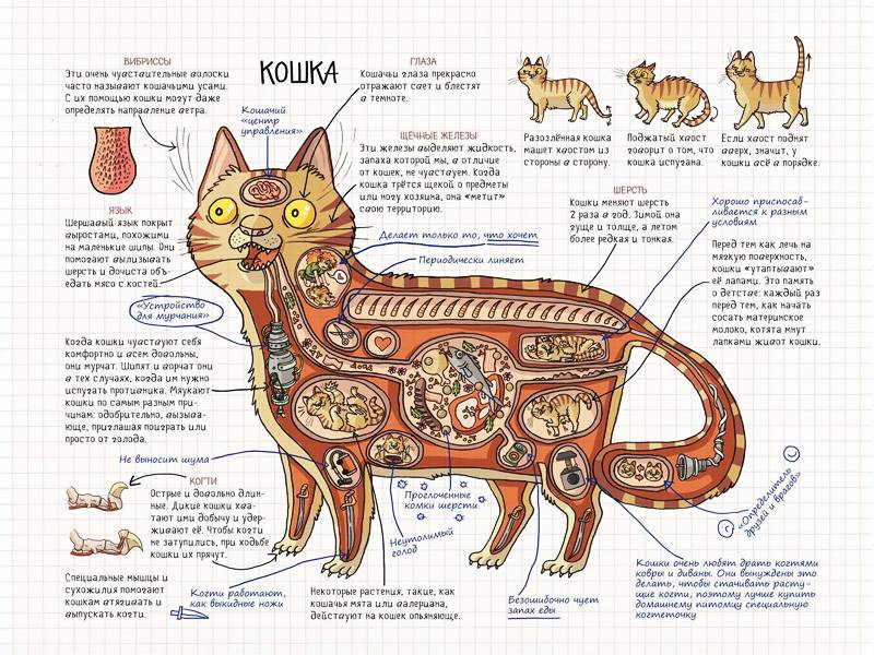 Как расположены органы у кошки фото и название