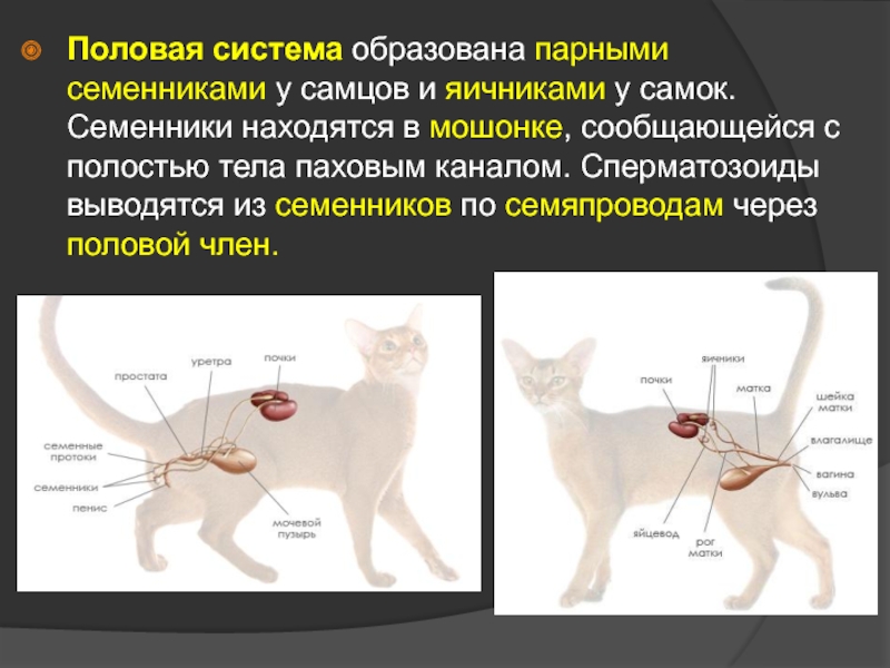 Изучить общий план строения тела млекопитающих кошка