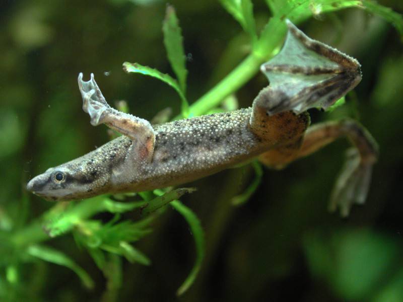 Лягушки в аквариуме. пипа корвальо (pipa corvalhoi)