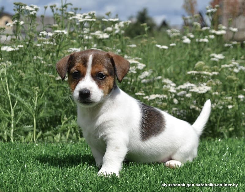 Стандарт породы «джек-рассел-терьер»: как выглядит собака и по каким критериям следует выбирать щенка