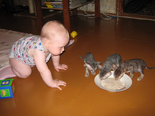 Когда котята начинают есть самостоятельно, особенности питания новорожденных, приучение к миске, рацион в переходный период