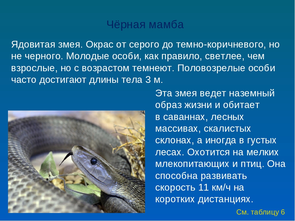 Черная мамба: опасная змея в мире, образ жизни, описание