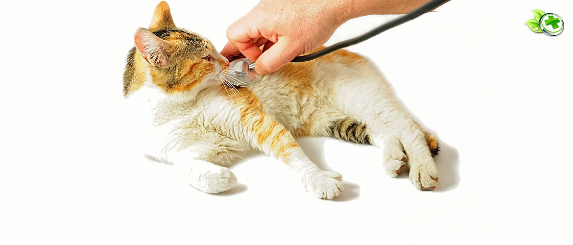 Отравление у кошек и котов: симптомы и лечение в домашних условиях, чем лечить котенка
