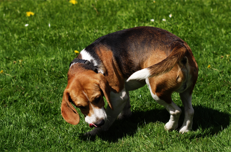 Почему у собаки чешется спина у хвоста: причины, лечение первопричины, средства