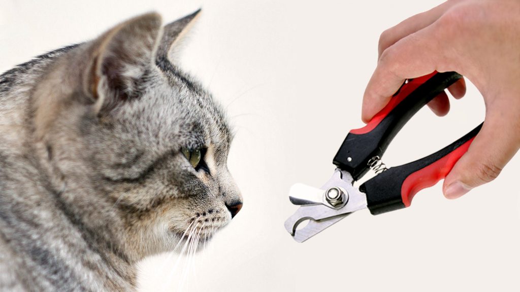 Груминг кошек: все о проведении процедуры и выбору инструментов, топ-100 фото красивых стрижек