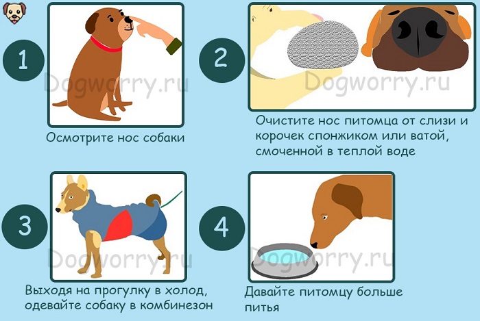 Чума собак - формы, симптомы, лечение