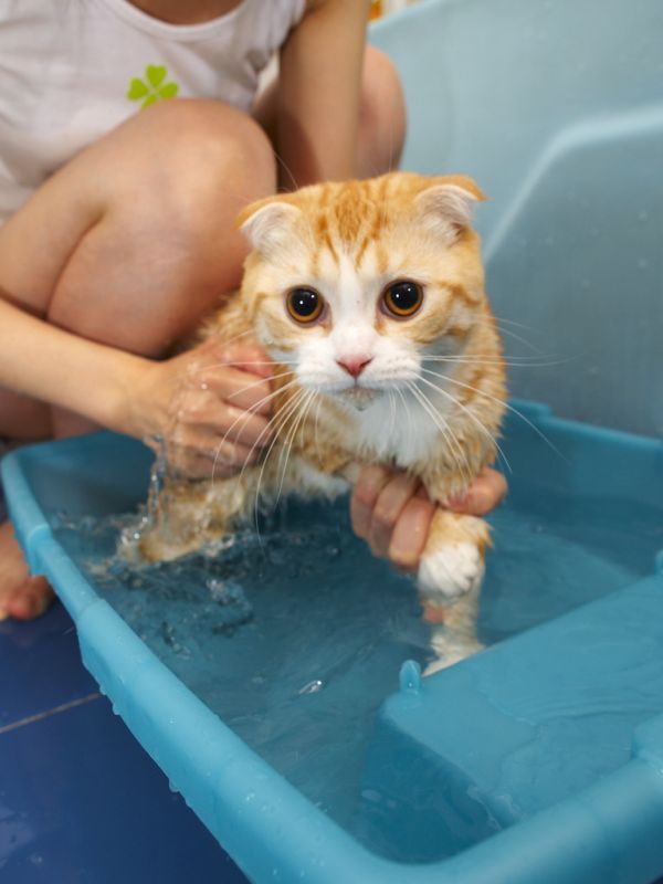 Почему коты боятся воды: научный взгляд на водобоязнь