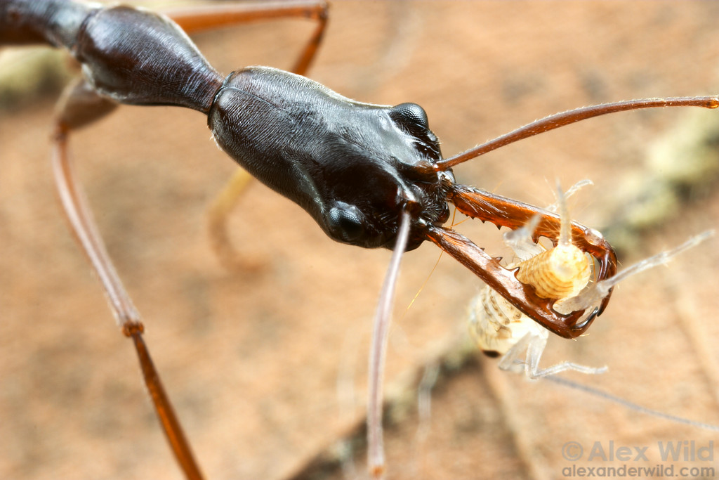 Род crematogaster — муравьи-валентинки — antlabs