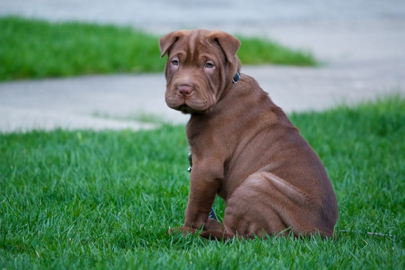 Собака шарпей фото описание породы и характер, цена щенка, отзывы владельцев