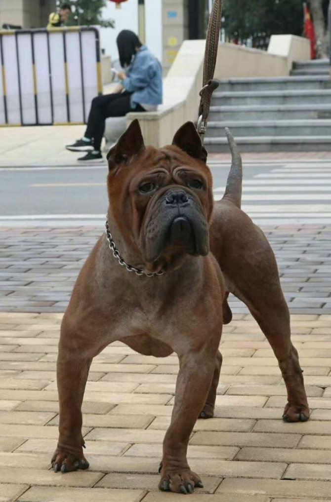 Чунцин — очень редкая порода собак