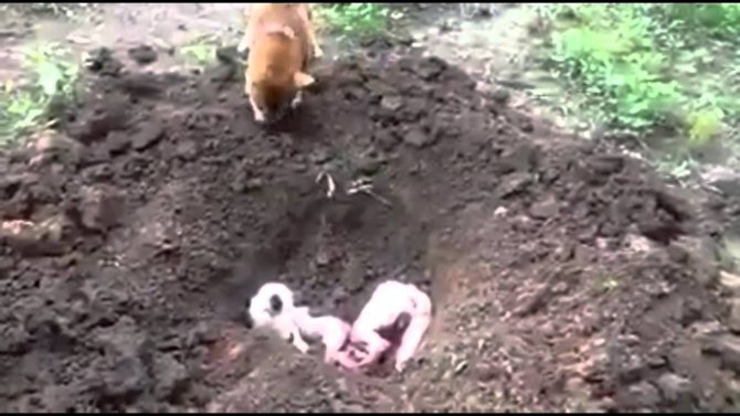 Как похоронить собаку