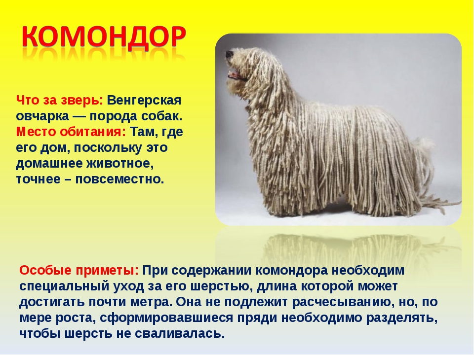 Комондор (венгерская овчарка) — фото собаки, описание породы, характер, особенности содержания
