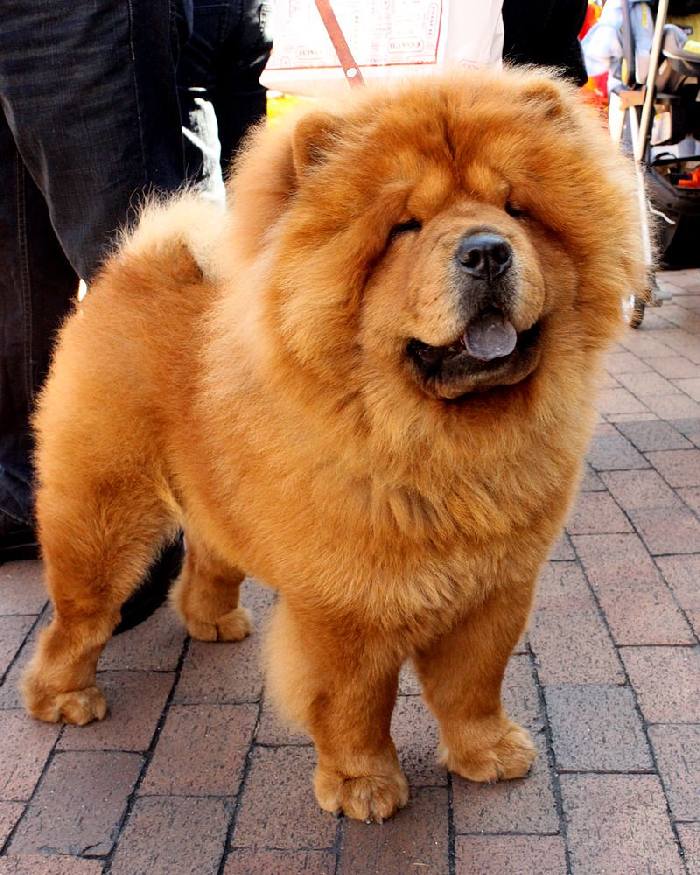Чунцин - собака из китая: фото и стандарт породы, все об уходе