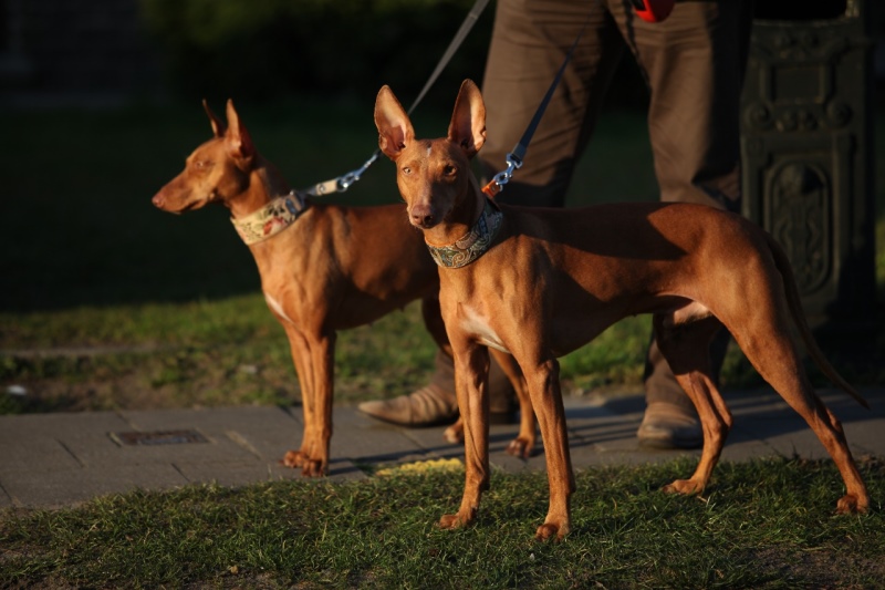 Характеристика собак чирнеко дель этна: особенности сицилийской борзой породы