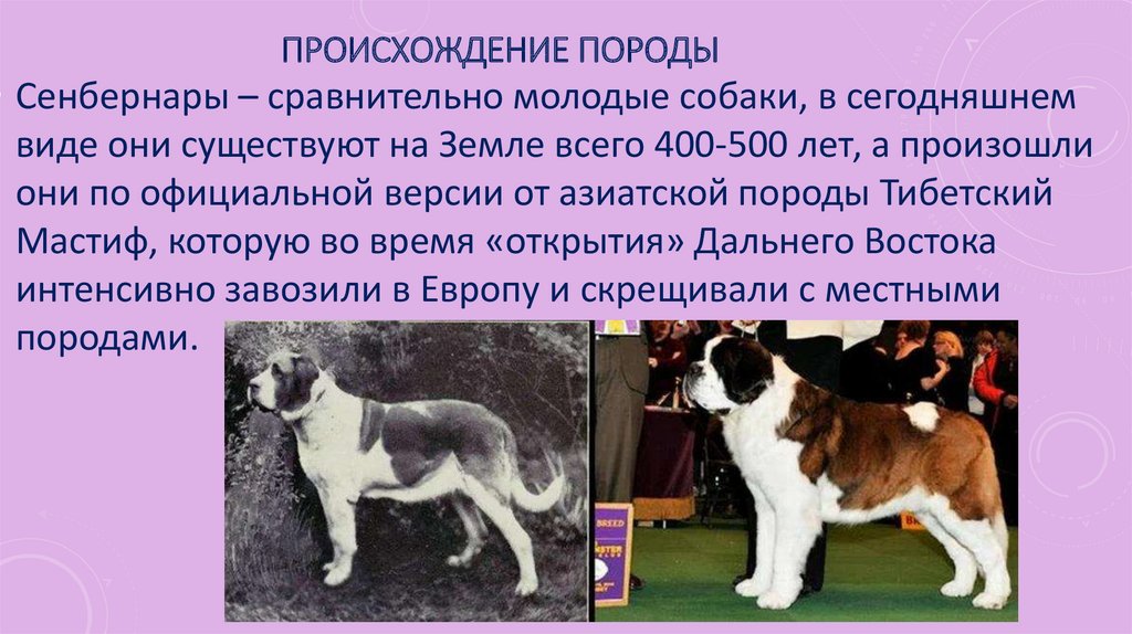 Сенбернар: характеристика породы, уход, содержание, преимущества и недостатки породы | zoosecrets